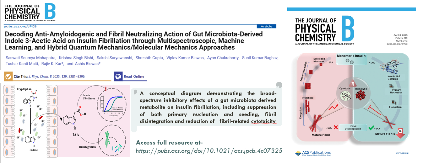 A conceptual diagram demonstrating the broad-spectrum inhibitory effects of a gut-derived metabolite on insulin fibrillation, including suppression of both primary nucleation and seeding, fibril disaggregation, and reduction of fibril-related cytotoxicity.